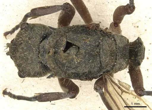 Polyrhachis andromache specimen CASENT0901871 image casent0901871_1