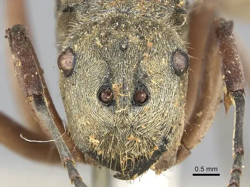 Polyrhachis andromache specimen CASENT0901871 image casent0901871_2