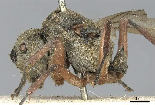 Polyrhachis andromache specimen CASENT0901871 image casent0901871_3