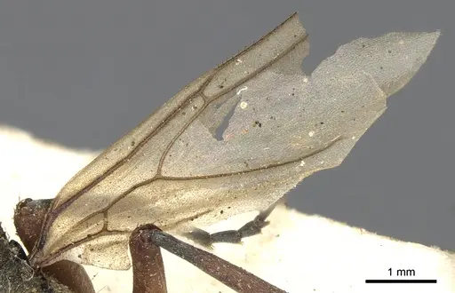 Polyrhachis andromache specimen CASENT0901871 image casent0901871_4