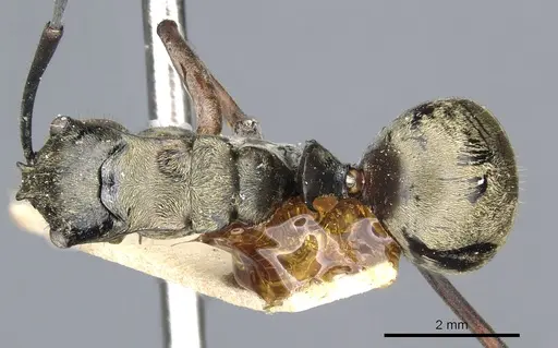 Polyrhachis andromache specimen CASENT0903436 image casent0903436_1