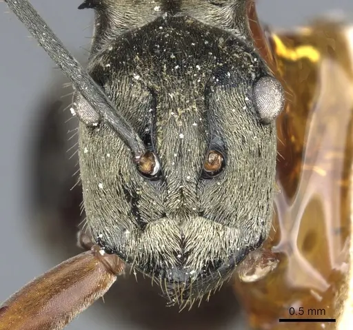 Polyrhachis andromache specimen CASENT0903436 image casent0903436_2