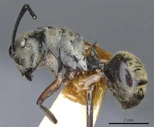 Polyrhachis andromache specimen CASENT0903436 image casent0903436_3