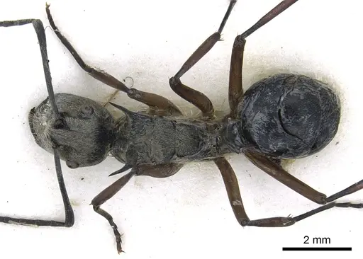 Polyrhachis andromache specimen CASENT0903437 image casent0903437_1