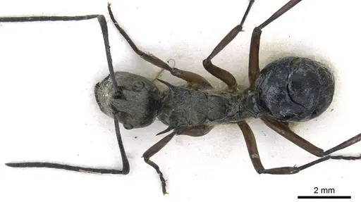 Polyrhachis andromache specimen CASENT0903437 image casent0903437_2