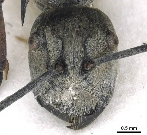 Polyrhachis andromache specimen CASENT0903437 image casent0903437_3