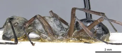 Polyrhachis andromache specimen CASENT0903437 image casent0903437_4