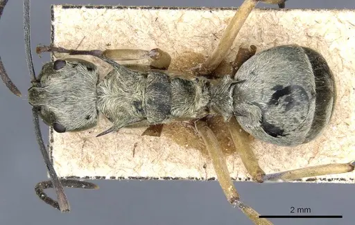 Polyrhachis andromache specimen CASENT0905607 image casent0905607_1