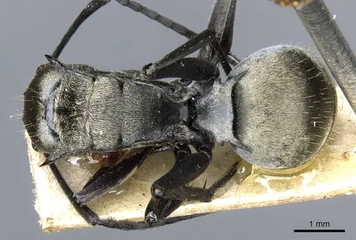 Polyrhachis andromache specimen CASENT0905610 image casent0905610_1