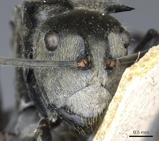 Polyrhachis andromache specimen CASENT0905610 image casent0905610_2