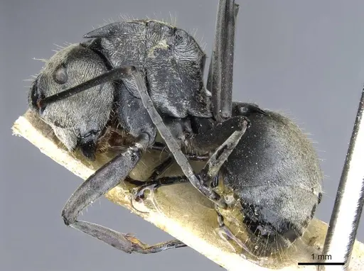 Polyrhachis andromache specimen CASENT0905610 image casent0905610_3