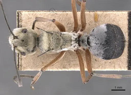 Polyrhachis andromache specimen CASENT0905816 image casent0905816_1
