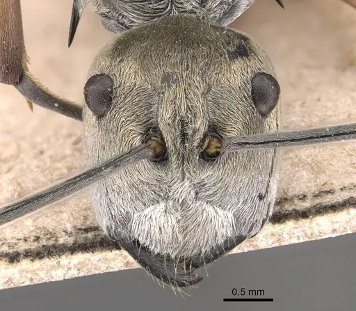 Polyrhachis andromache specimen CASENT0905816 image casent0905816_2