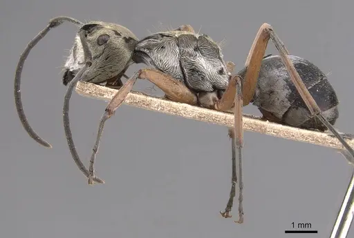 Polyrhachis andromache specimen CASENT0905816 image casent0905816_3