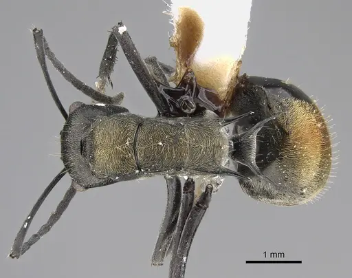 Polyrhachis angusta specimen CASENT0887781 image casent0887781_1