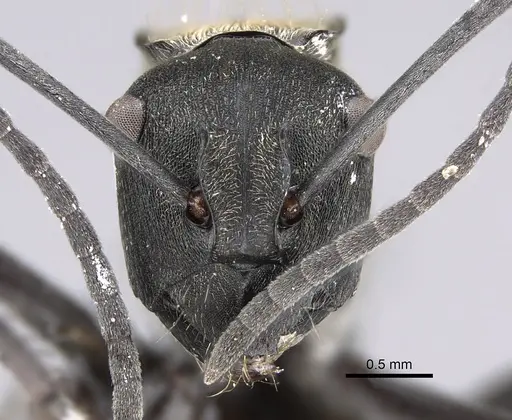 Polyrhachis angusta specimen CASENT0887781 image casent0887781_2