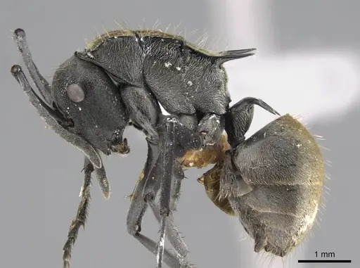Polyrhachis angusta specimen CASENT0887781 image casent0887781_3