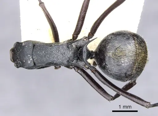 Polyrhachis angusta specimen CASENT0903334 image casent0903334_1