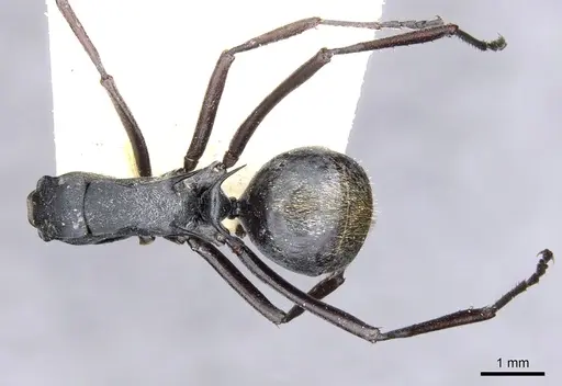 Polyrhachis angusta specimen CASENT0903334 image casent0903334_2