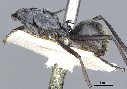 Polyrhachis angusta specimen CASENT0903334 image casent0903334_3