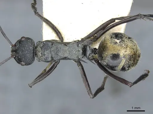 Polyrhachis angusta specimen CASENT0910802 image casent0910802_1
