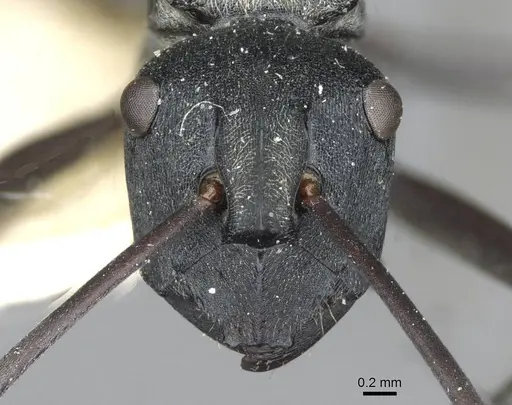 Polyrhachis angusta specimen CASENT0910802 image casent0910802_2