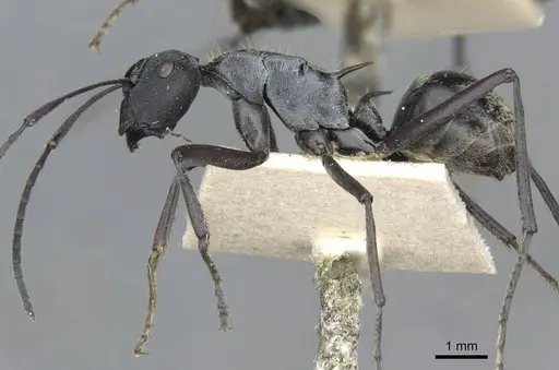 Polyrhachis angusta specimen CASENT0910802 image casent0910802_3