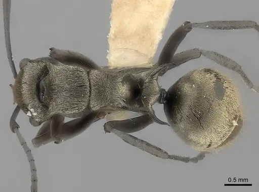 Polyrhachis annae specimen CASENT0217743 image casent0217743_1