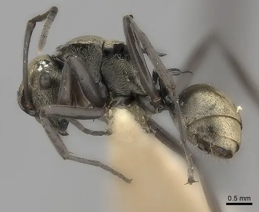 Polyrhachis annae specimen CASENT0217743 image casent0217743_3