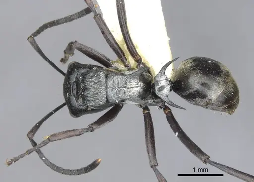 Polyrhachis annae specimen CASENT0903340 image casent0903340_1