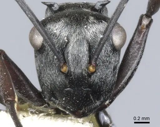 Polyrhachis annae specimen CASENT0903340 image casent0903340_2