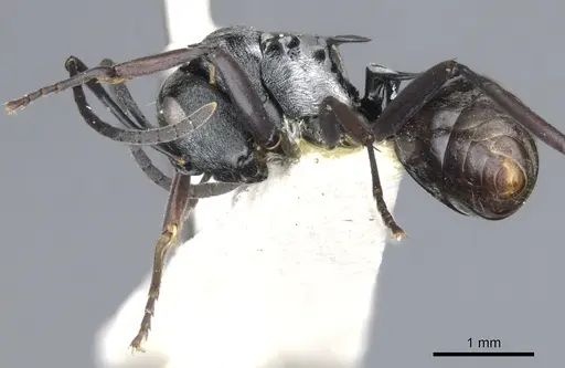 Polyrhachis annae specimen CASENT0903340 image casent0903340_3