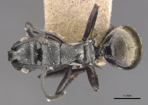 Polyrhachis annae specimen CASENT0905576 image casent0905576_1