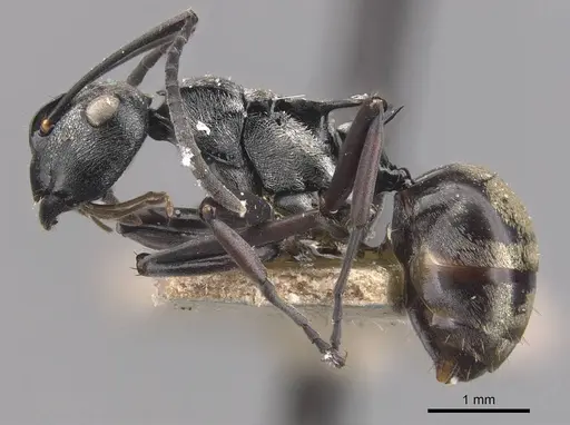 Polyrhachis annae specimen CASENT0905576 image casent0905576_3