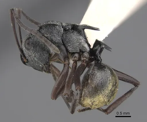 Polyrhachis annae specimen CASENT0923481 image casent0923481_1