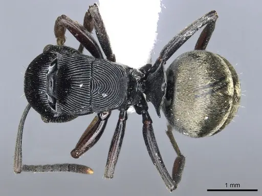 Polyrhachis annulata specimen CASENT0903314 image casent0903314_1