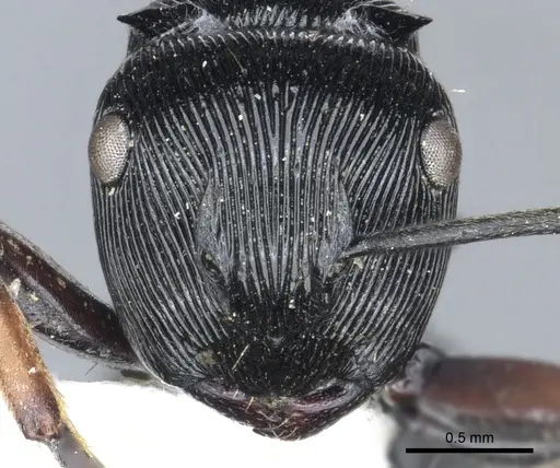Polyrhachis annulata specimen CASENT0903314 image casent0903314_2