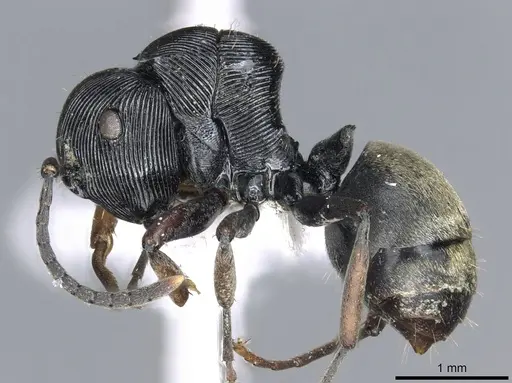 Polyrhachis annulata specimen CASENT0903314 image casent0903314_3