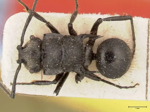 Polyrhachis antennata specimen FOCOL0441 image focol0441_1