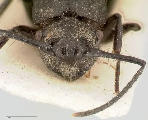 Polyrhachis antennata specimen FOCOL0441 image focol0441_2