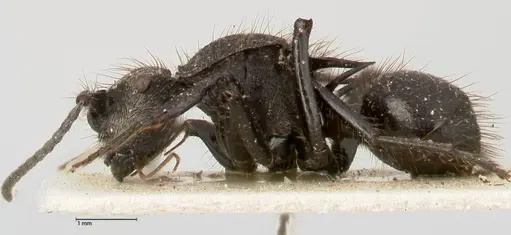 Polyrhachis antennata specimen FOCOL0441 image focol0441_3