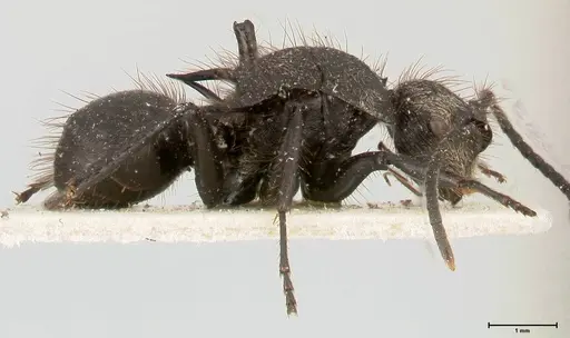 Polyrhachis antennata specimen FOCOL0441 image focol0441_4