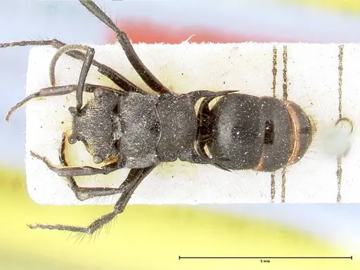 Polyrhachis antennata specimen FOCOL0451 image focol0451_1