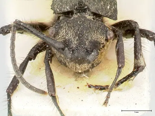 Polyrhachis antennata specimen FOCOL0451 image focol0451_2