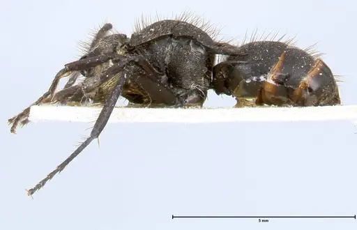 Polyrhachis antennata specimen FOCOL0451 image focol0451_3