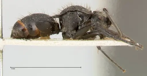 Polyrhachis antennata specimen FOCOL0451 image focol0451_4