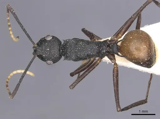 Polyrhachis antoniae specimen CASENT0912144 image casent0912144_1