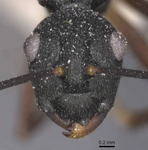 Polyrhachis antoniae specimen CASENT0912144 image casent0912144_2