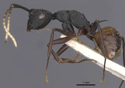 Polyrhachis antoniae specimen CASENT0912144 image casent0912144_3