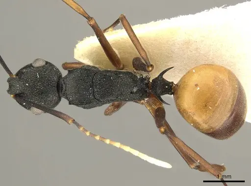 Polyrhachis antoniae specimen CASENT0915608 image casent0915608_1